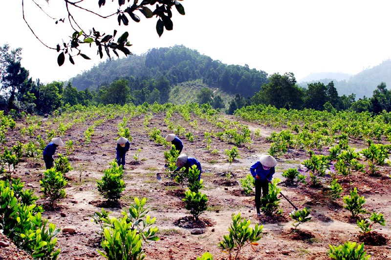 Thực hiện kế hoạch trồng rừng thay thế năm 2022